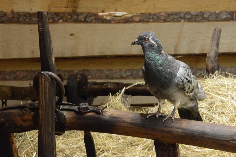 Švýcárna - interaktivní muzeum starokladrubského koně