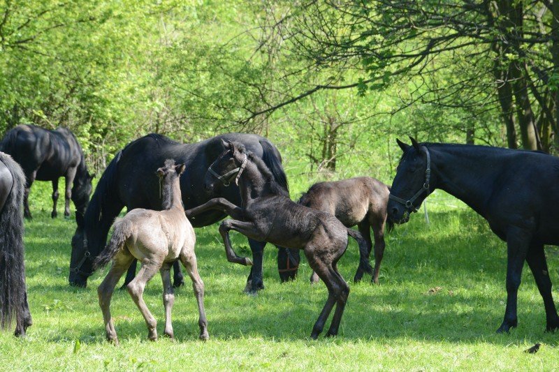 Švýcárna - interaktivní muzeum starokladrubského koně