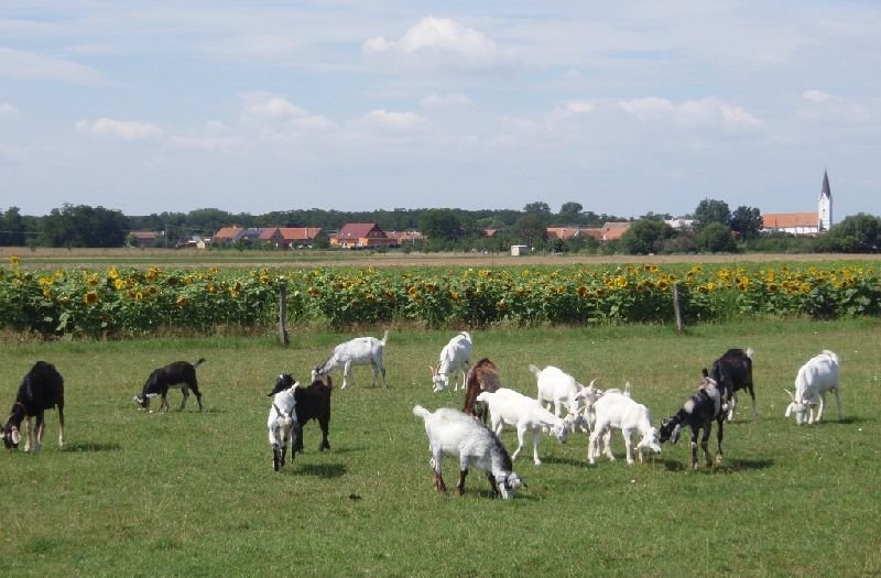 Jáňův dvůr - výletní hospůdka