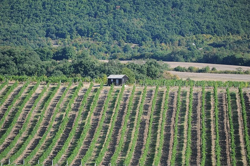Zámecké sklepy Strážnice